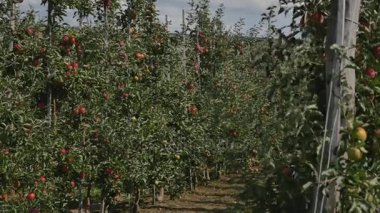 Orchard Kırmızı elma ile elma ağaçlarının
