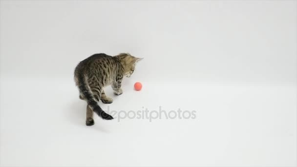 Кошки играют с мячом на белом фоне — стоковое видео