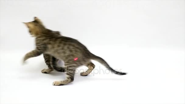 Two cats fight each other on a white background — Stock Video