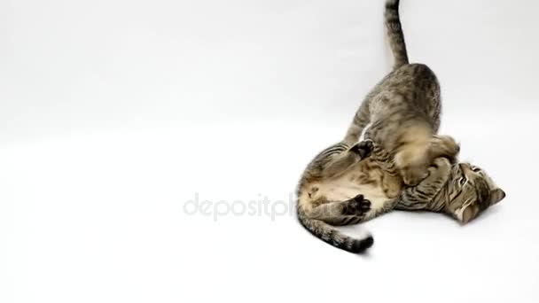 Twee katten bestrijden elkaar op een witte achtergrond, slow-motion — Stockvideo