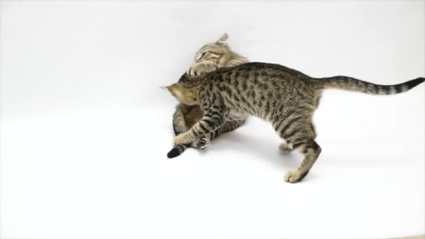 Twee katten bestrijden elkaar op een witte achtergrond, slow-motion — Stockvideo