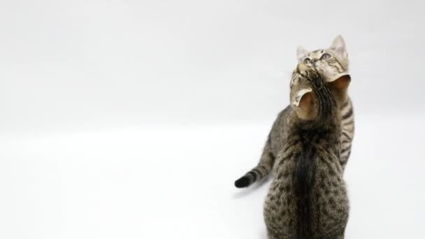 Twee katten stuiteren op een witte achtergrond — Stockvideo