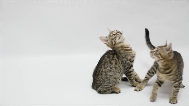 Zwei Katzen hüpfen und springen auf weißem Hintergrund — Stockvideo