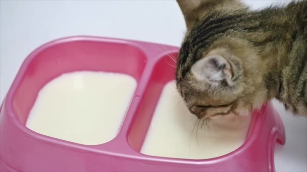 Gato bebe leite de uma tigela em um fundo branco, câmera lenta — Vídeo de Stock