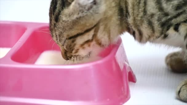 Gato bebe leite de uma tigela em um fundo branco, câmera lenta de perto — Vídeo de Stock