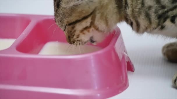 Cat drycker mjölk från en skål på en vit bakgrund, Slowmotion närbild — Stockvideo