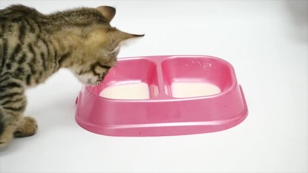 deux chats approchent d'un bol de lait 