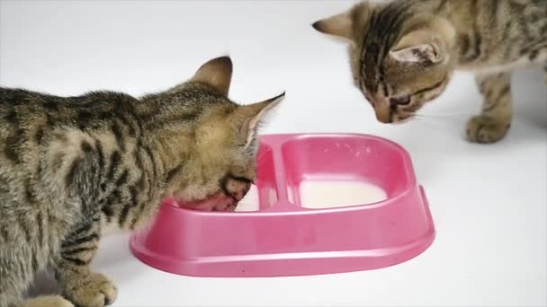 Два милых котенка пьют молоко, изолированное на белом фоне — стоковое видео