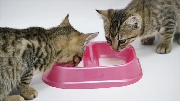 Due carino gattino beve latte, isolato su uno sfondo bianco — Video Stock