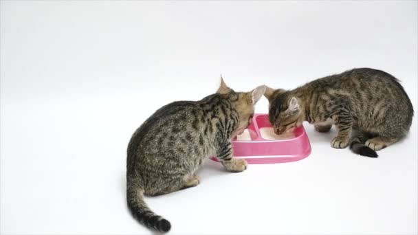 İki sevimli yavru kedi içecek süt, beyaz bir arka plan üzerinde izole — Stok video