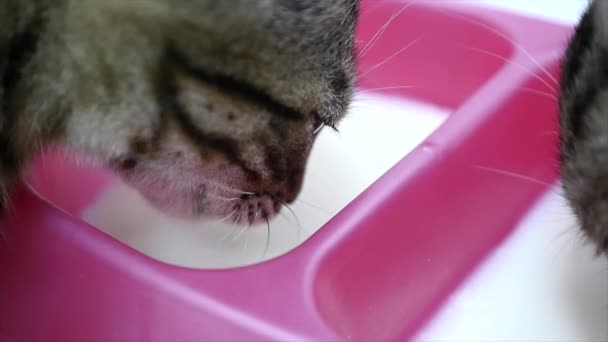 Kat dranken melk uit een kom op een witte achtergrond, Slowmotion close-up — Stockvideo