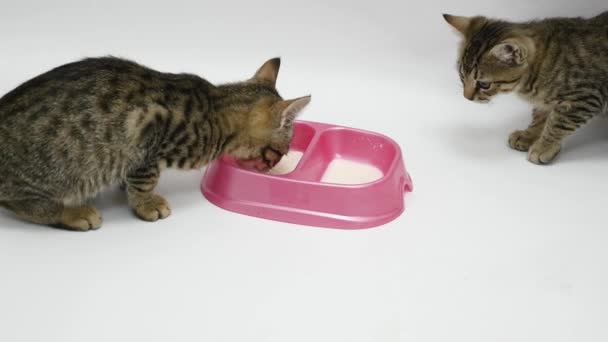 Zwei süße Kätzchen trinken Milch, isoliert auf weißem Hintergrund — Stockvideo