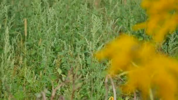 Närbild av gräs fält blommor vid solnedgången ljus. färgglada natur bakgrund — Stockvideo