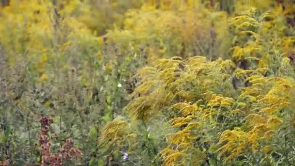 Primer plano de las flores del campo de hierba a la luz del atardecer. fondo colorido naturaleza — Vídeos de Stock