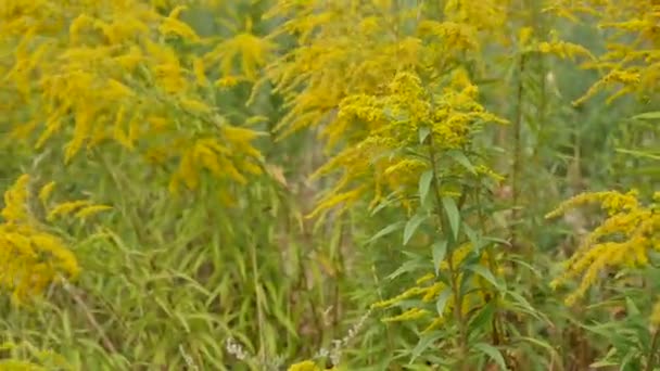 gros plan des fleurs des champs d'herbe à la lumière du coucher du soleil. fond de nature coloré 