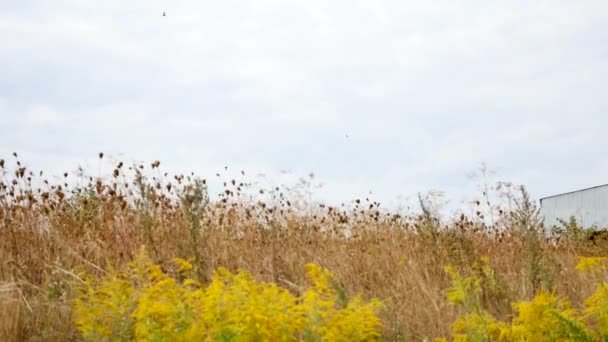 Nubes moviéndose sobre el campo amarillo — Vídeos de Stock