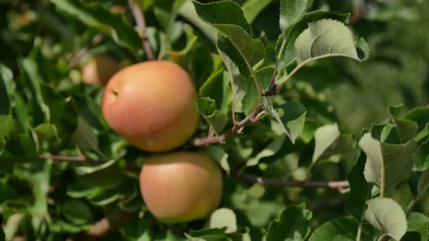 Appelbomen met gele appelen in boomgaard — Stockvideo