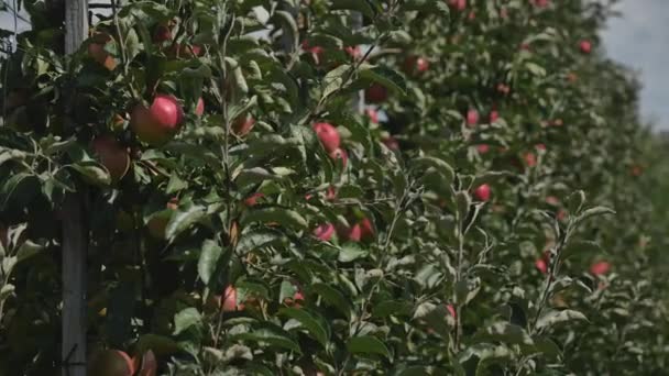 Яблони с красными яблоками в саду — стоковое видео