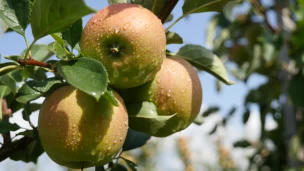 Manzanos con manzanas amarillas en huerto — Vídeo de stock