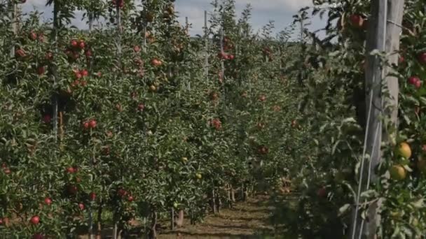 Apfelbäume mit roten Äpfeln im Obstgarten — Stockvideo
