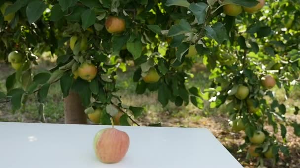 Primer plano de manzanas rojas que caen sobre la mesa — Vídeos de Stock