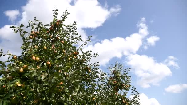 黄色リンゴ果樹園のりんごの木 — ストック動画