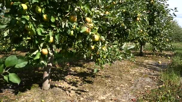 Manzanos con manzanas amarillas en huerto — Vídeos de Stock