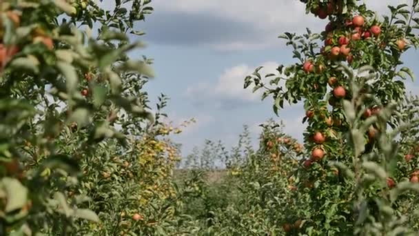 Manzanos con manzanas amarillas en huerto — Vídeo de stock