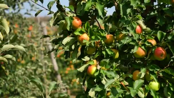 Яблуні з жовтими яблуками в саду — стокове відео