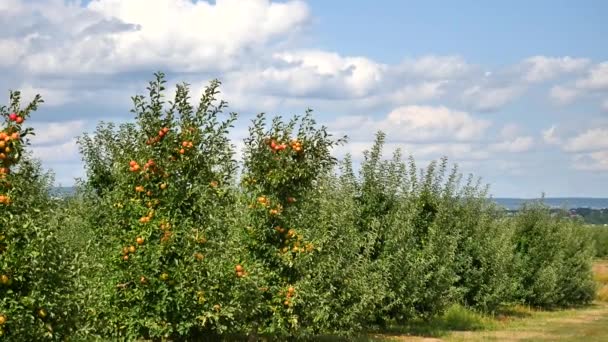 Яблони с желтыми яблоками в саду — стоковое видео