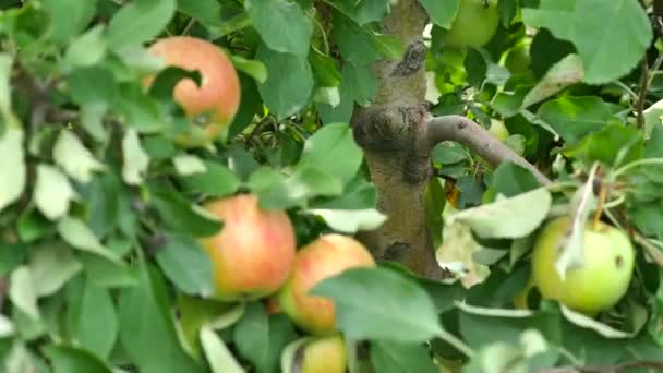 Яблони с желтыми яблоками в саду — стоковое видео
