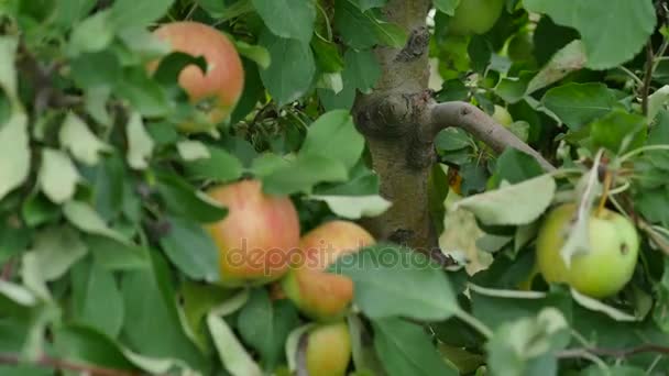 Pommiers aux pommes jaunes dans le verger — Video