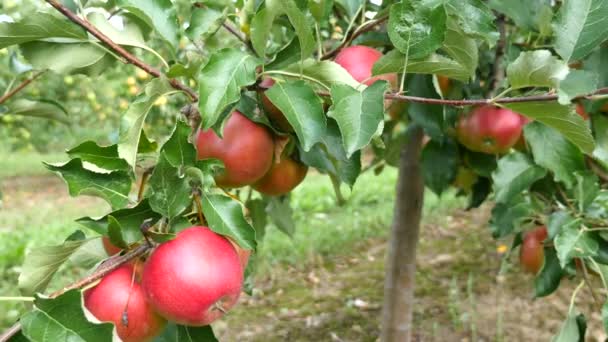 Äppelträd med röda äpplen i orchard — Stockvideo