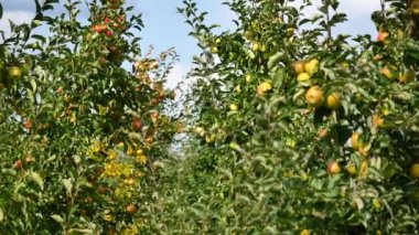 Orchard sarı elma ile elma ağaçlarının