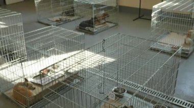 Sığınakta bir sürü sokak köpeği var.