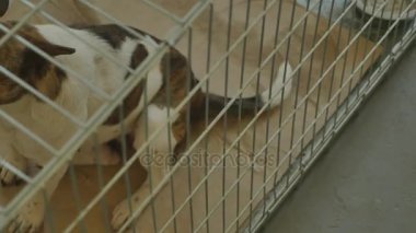 Sığınakta bir sürü sokak köpeği var.