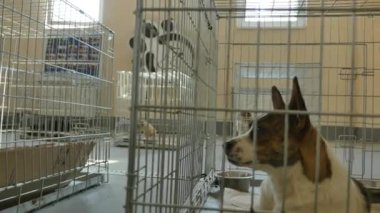 Üzgün köpek kafes içinde kilitli