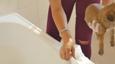 Şirin pug köpek yıkama havza Sahibe göre banyo vücut,