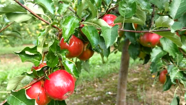 Äppelträd med röda äpplen i orchard — Stockvideo