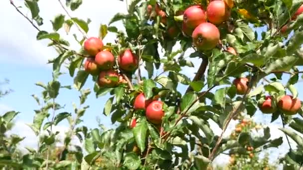 Appelbomen met rode appels in boomgaard — Stockvideo