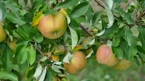 Manzanos con manzanas amarillas en huerto — Vídeos de Stock