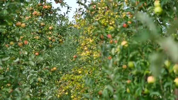 Manzanos con manzanas amarillas en huerto — Vídeo de stock