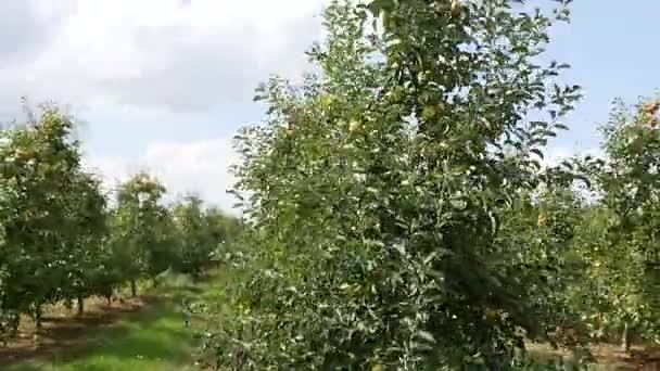 Вид з повітря на сад яблунь — стокове відео