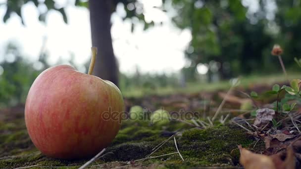 Fruta en el jardín, manzana en la hierba — Vídeos de Stock