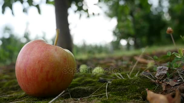 Fruit in de tuin, appel op het gras — Stockvideo