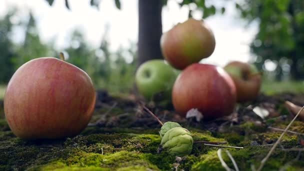 Fruit in the garden, apple on the grass — Stock Video