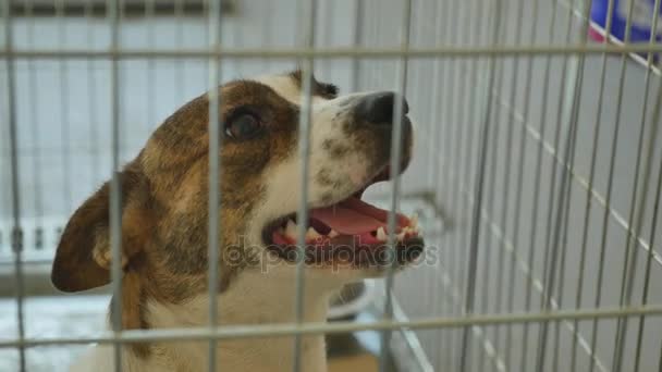 Грустная собака заперта в клетке — стоковое видео