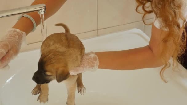 Χαριτωμένο pug σκυλί πλύνετε το σώμα, παίρνουν το μπάνιο τους στη λεκάνη από τον ιδιοκτήτη — Αρχείο Βίντεο