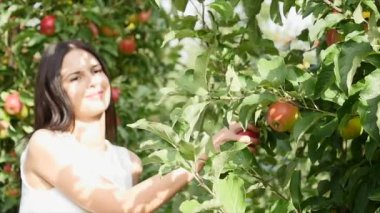 Elma hasat. Genç güzel kız bir elma kendiniyoluyor ve bir sepete koymak
