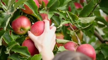 Elma hasat. kadının el bir elma kendiniyoluyor ve bir sepete koymak